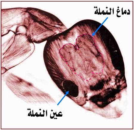 11552alsh3er.JPG