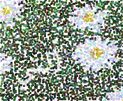 19530alsh3er.gif