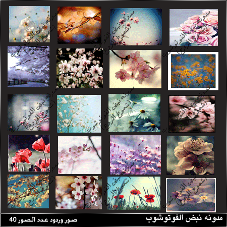 20091alsh3er.gif