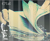20289alsh3er.gif
