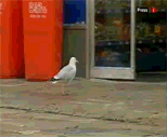 24324alsh3er.gif