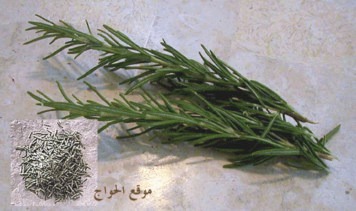24416alsh3er.jpg