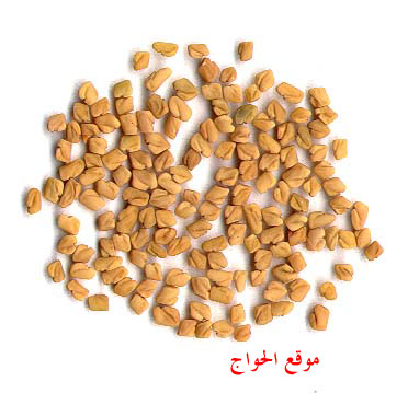 24419alsh3er.jpg