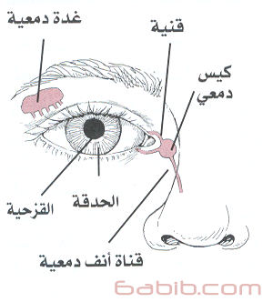25453alsh3er.jpg