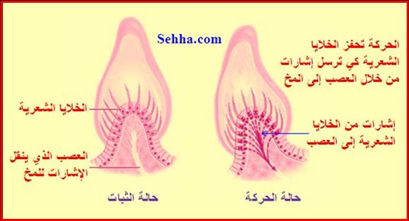 28141alsh3er.jpg