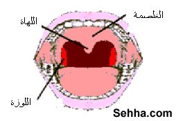 28155alsh3er.jpg