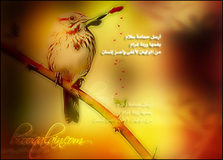 4065alsh3er.jpg