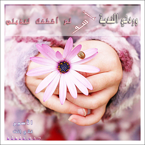 4068alsh3er.jpg