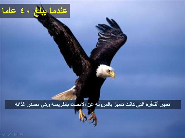 43768kobani.jpg