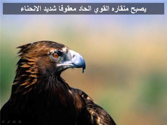 43769kobani.jpg