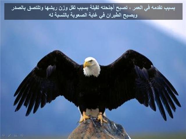 43770kobani.jpg