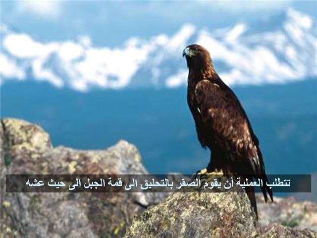 43772kobani.jpg