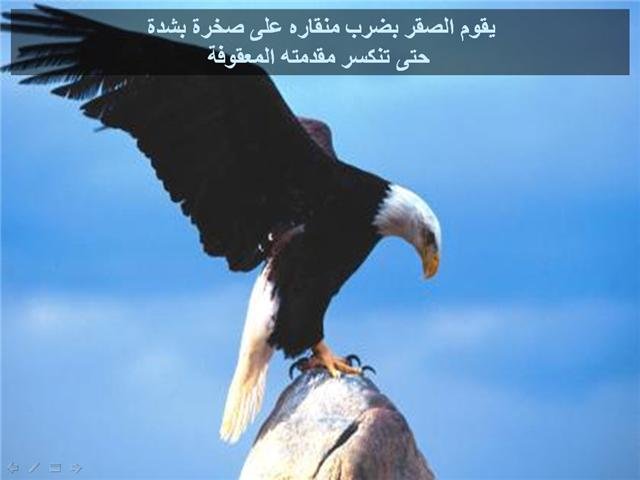 43773kobani.jpg
