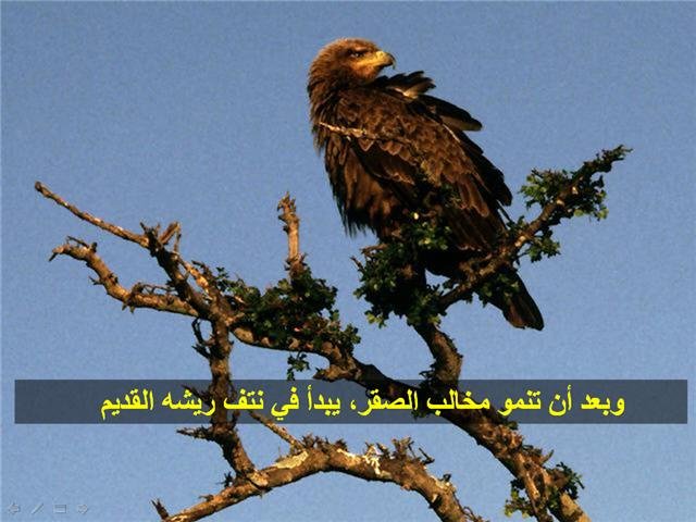 43774kobani.jpg