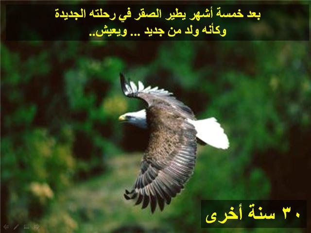 43775kobani.jpg