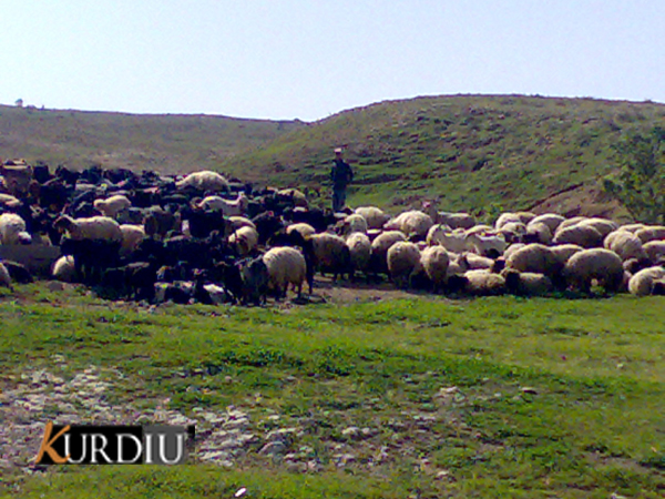 48448kobani.jpg