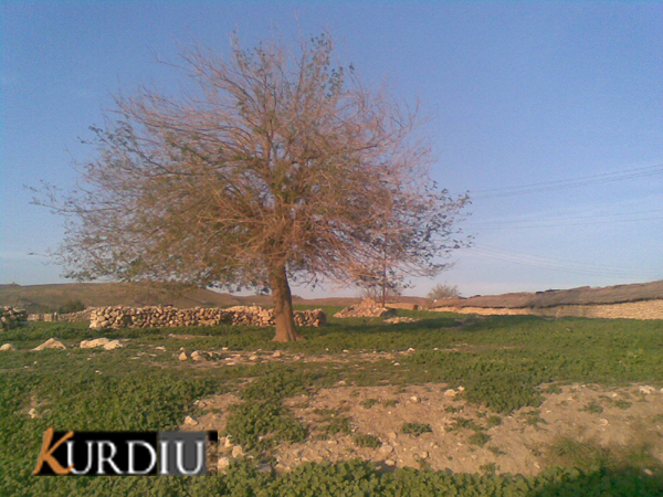 48453kobani.jpg
