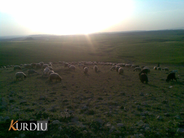 48454kobani.jpg