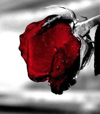 521alsh3er.bmp