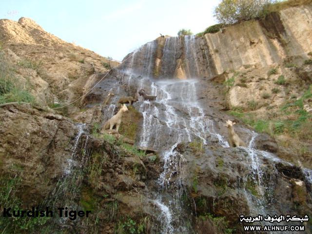 8203alsh3er.jpg