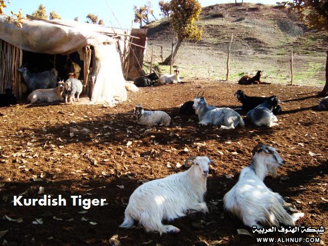8219alsh3er.jpg