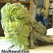 9520alsh3er.jpg