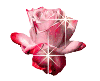9819alsh3er.gif