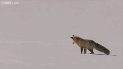 88.gif