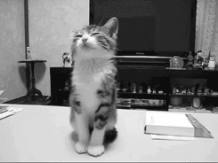 95.gif