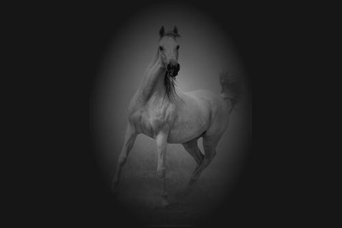 7.gif