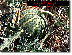 137.jpg