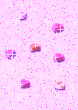 219.gif