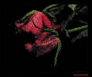 129.gif