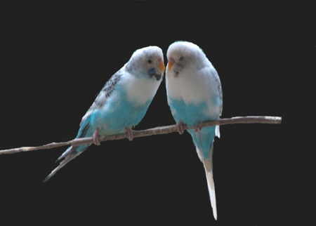 315.gif