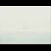 205.gif