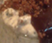 65.gif