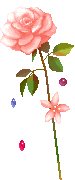 1019.gif