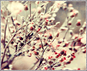 529.gif