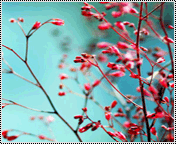 532.gif