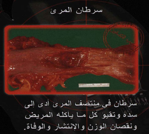 950.jpg