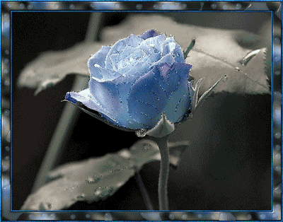 246.gif