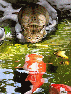 386.gif