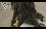 427.gif