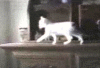 458.gif