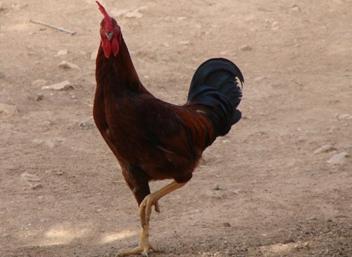 266.jpg