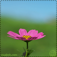 294.gif