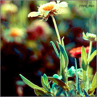 335.gif