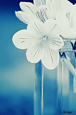 528.gif