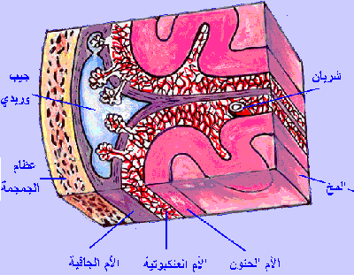 1313.gif
