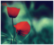 407.gif